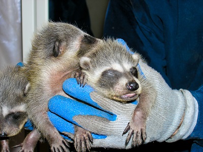 hands holdings three baby raccoons