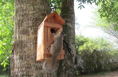 baby squirrell on a tree house